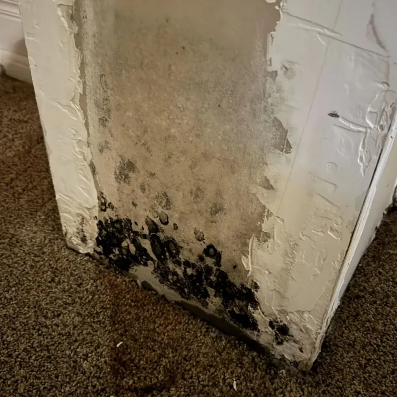 Professional Mold Removal in Towner, ND